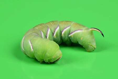 Green caterpillar Privet hawk moth (Sphinx ligustri) or moth butterfly (Sphingidae) on green. side...