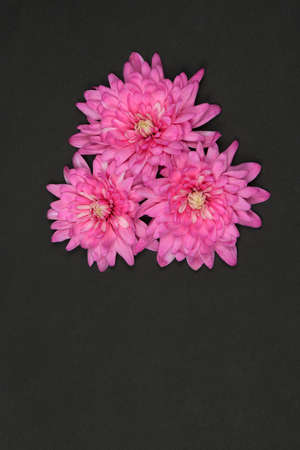 Pink chrysanthemum flower (Chrysanthemum indicum) isolated on black background. High resolution photo. Full depth of field.の写真素材