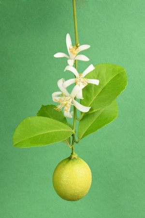Fresh lemon flover isolated on green background. High resolution photo. Full depth of field.の写真素材