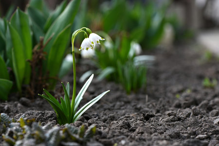 snowdrop flowers. spring background. side view. High resolution photo. selective focus. Shallow...