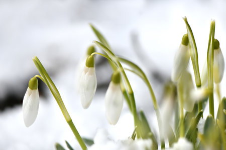 snowdrop flowers. spring background. side view. High resolution photo. selective focus. Shallow depth of field.の写真素材