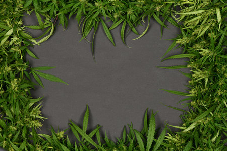 Square frame with marijuana cannabis leaf on black background. High resolution photo. Full depth of field.の写真素材
