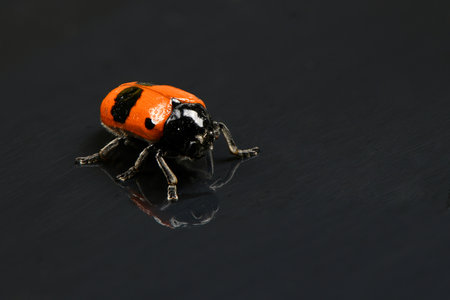 The Burying beetle (Nicrophorus vespilloides) on mirror background. High resolution photo. Full depth of field.の写真素材