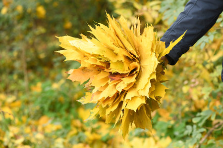 A man holds a bouquet of autumn leaves in his hand. Warm autumn day, yellow autumn leaves. autumn concept. High resolution photo.の写真素材