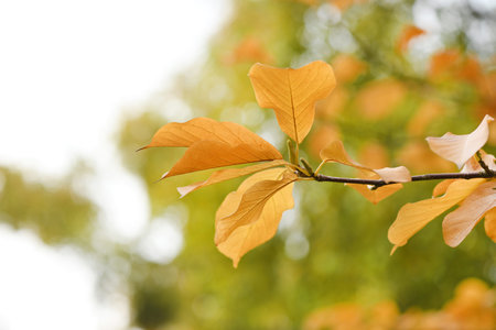 Background of colorful autumn leaves on branch. High resolution photo. Full depth of field.の写真素材