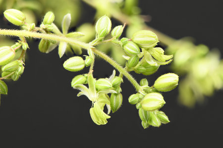 Cannabis flowers, side view isolated on black. Extreme close-up. High resolution photo. Full depth...