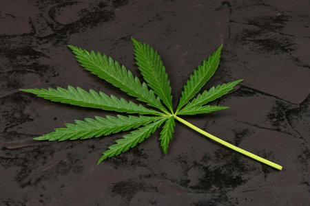Cannabis leave, marijuana isolated on black background. High resolution photo. Full depth of field.の写真素材