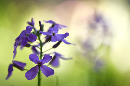 Purple Dame's Rocket flowers, Hesperis matronalis, night violet. High resolution photo. selective focus.の写真素材