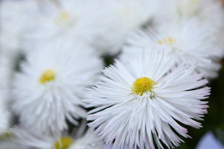Aster alpine terry white. High resolution photo. selective focus.の写真素材