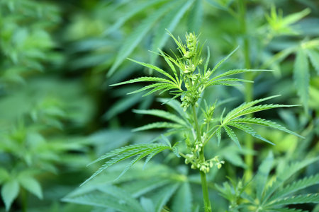 Young stems of cannabis with flowers. High resolution photo. selective focus.の写真素材