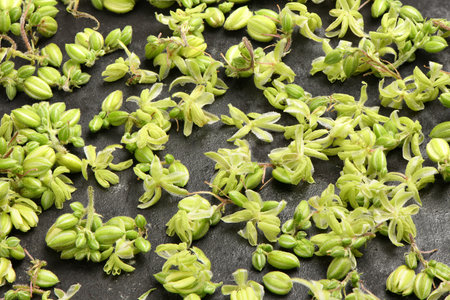 Cannabis flowers, side view isolated on black. Extreme close-up. High resolution photo. Full depth...