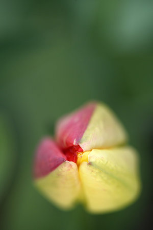 An unopened bud of a young tulip. Horticulture and floriculture. High resolution photo. selective focus. Shallow depth of field.の写真素材