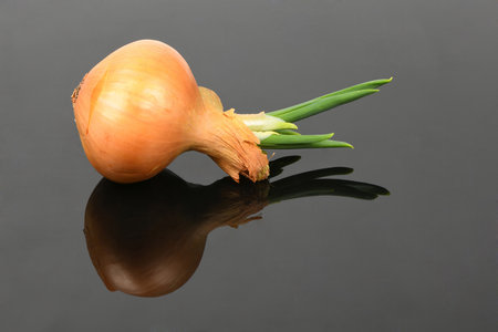 Spring onionon on black acrylic background. Sprouted yellow onions. High resolution photo. Full depth of field.の写真素材