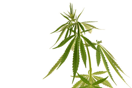 Medical use marijuana plant high in CBD side view isolated on white. High resolution photo. Full depth of field.の写真素材
