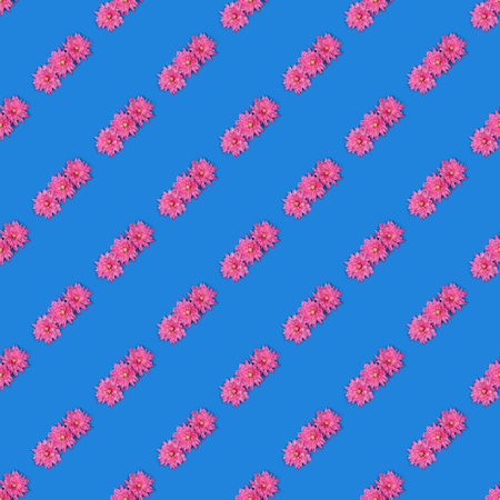 Seamless pattern. Pink chrysanthemum flower (Chrysanthemum indicum) isolated on blue background....