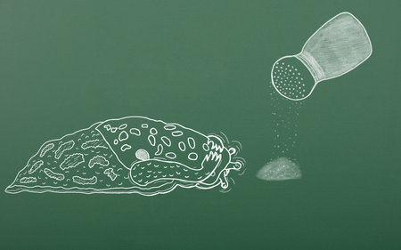 Chalk drawing terrified leopard snail awaiting death from salt. Schoolboard background. pest control conceptの写真素材