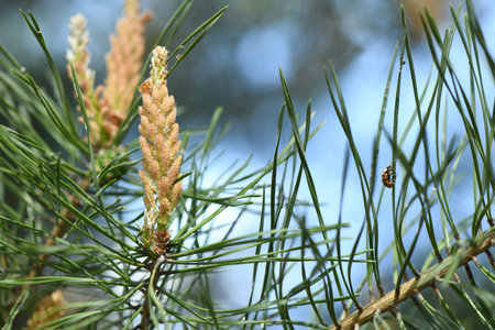 Yellow Pollen on a new pine blossom. Yellow pine cones from coniferous tree at june. A ladybug sits...