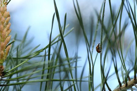 Yellow Pollen on a new pine blossom. Yellow pine cones from coniferous tree at june. A ladybug sits on a needle. High resolution photo. selective focus.の写真素材