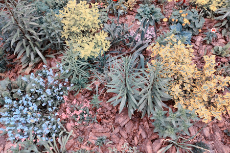 Beautiful seedlings growing in the soil at the garden. gardening hobby concept.の写真素材