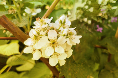 Blackberry flowers blooming in summer. Thorny shrub. Juicy green leaves. soft focusの写真素材