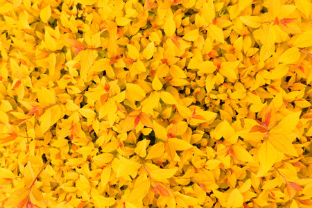 Yellow background from leaves of barberry, thunbergs barberry, red barberry. Top view background,...