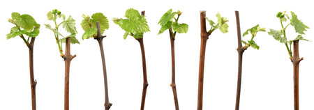 Seven young shoots of grapes on white. Side view High resolution photo. Full depth of field.の写真素材