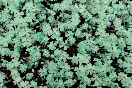 Green background from flower, Phlox subulate. Top view background, texture