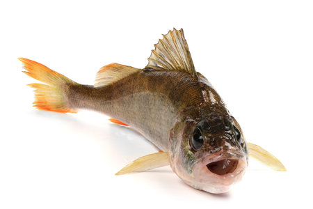 Freshwater fish isolated on white background. Known as common, redfin, largescale, Eurasian or European perch, this fish is a predatory species of perch, species: Perca fluviatilis.の写真素材