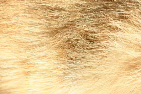 Red animal fur. Orange abstract fur background. Red fur close-up.