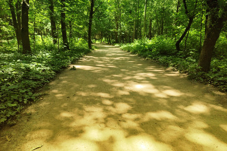 Road in the old park as nice summer background. Old Park in Ukraine.