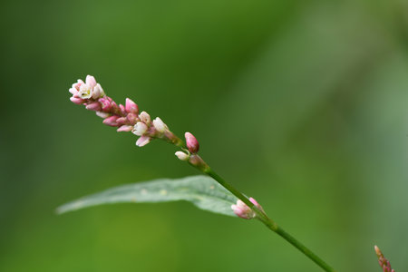 Persicaria campanulata flower detail with blurred background. A plant that blooms with small pink flowers and is often found along roadsides.の写真素材