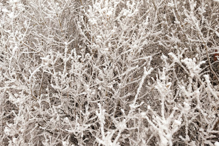 Winter graphically texture of snow covered bushes. First snow stuck on the branches of trees.の写真素材