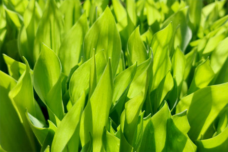 Spring lily of the valley leaves in spring. The green glade of lily of the valley flowers in the...