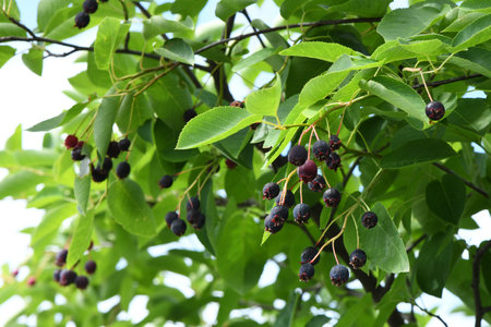 Juneberry ripe fruits on a tree. High resolution photo.の写真素材