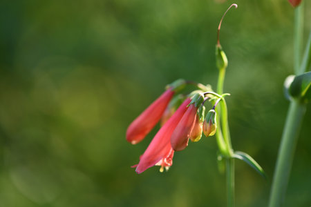 Red Riding Hood Beard Tounge - Latin name - Penstemon barbatus Red Riding Hood.の写真素材