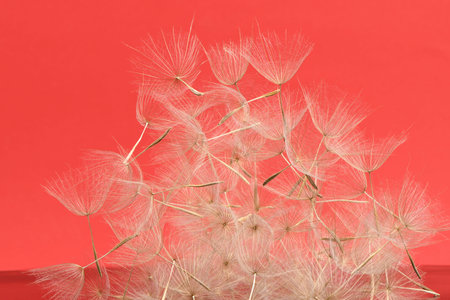Western salsify or oyster plant that looks like big dandelion grown in field. On red background.