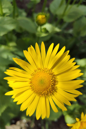 Doronicus, yellow chamomile in the garden, bright and fresh flowers, close-up. Perennial plant belonging to the Asteraceae group. The flower has a long thin stem, a medium-sized yellow inflorescence with long thin petals and a yellow center. High quality photo.の写真素材