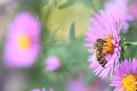 Perennial aster. Bee (lat. Anthophila) collects nectar and pollen from flowers of perennial aster. Autumn.の写真素材