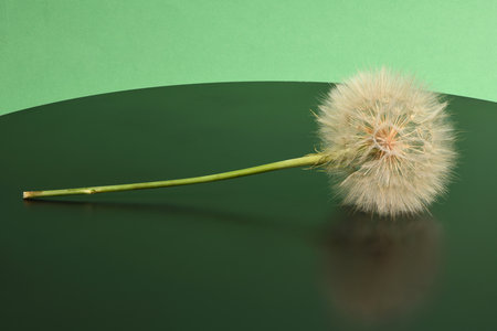 Western salsify or oyster plant that looks like big dandelion grown in field. On black background.の写真素材