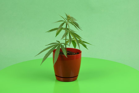 Cannabis plant close up side view. Medicinal marijuana leaves.の写真素材