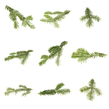 Nine spruce branch isolated on white background. High resolution photo. Full depth of field.の写真素材