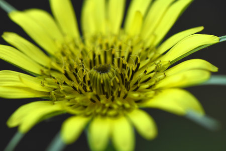 Goat's beard dubious (Tragopogon dubius) - yellow small stars in the middle of the meadow. High resolution photo. Full depth of field.の写真素材