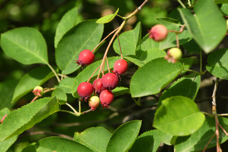 Juneberry of amelanchier or chuckley pear. High resolution photo. Full depth of field.の写真素材