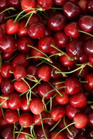 New harvest of fresh ripe dark red sweet cherry berry on farmers market close up. High resolution photo. Selective focus. Shallow depth of field.の写真素材