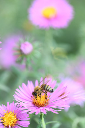 Perennial aster. Bee (lat. Anthophila) collects nectar and pollen from flowers of perennial aster. Autumn.の写真素材