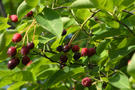 Juneberry of amelanchier or chuckley pear. High resolution photo. Full depth of field.の写真素材