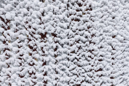 Snow flakes stuck in the form of waves on a white metal sheet. There are rust spots. Close-up. Texture for Background.の写真素材