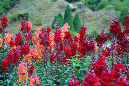 Snapdragon in the Gardenの写真素材