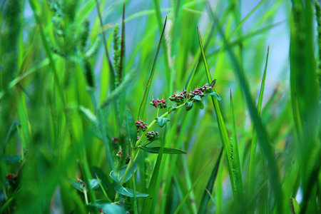 In the Garden, Nature and Flower