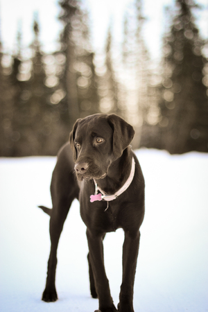 I see a snowballの写真素材